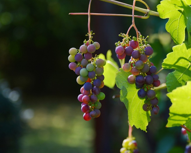 Plongée dans l&rsquo;Art du Vin: Découvrez le Fascinant Processus de Création