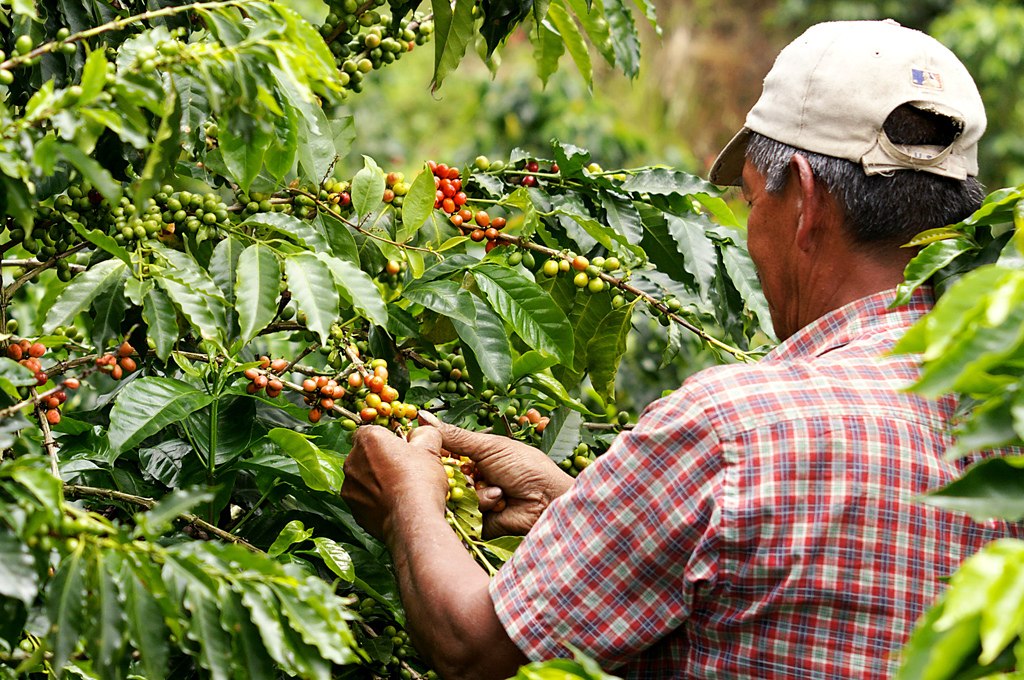 Quelles sont les caractéristiques du café colombien ?