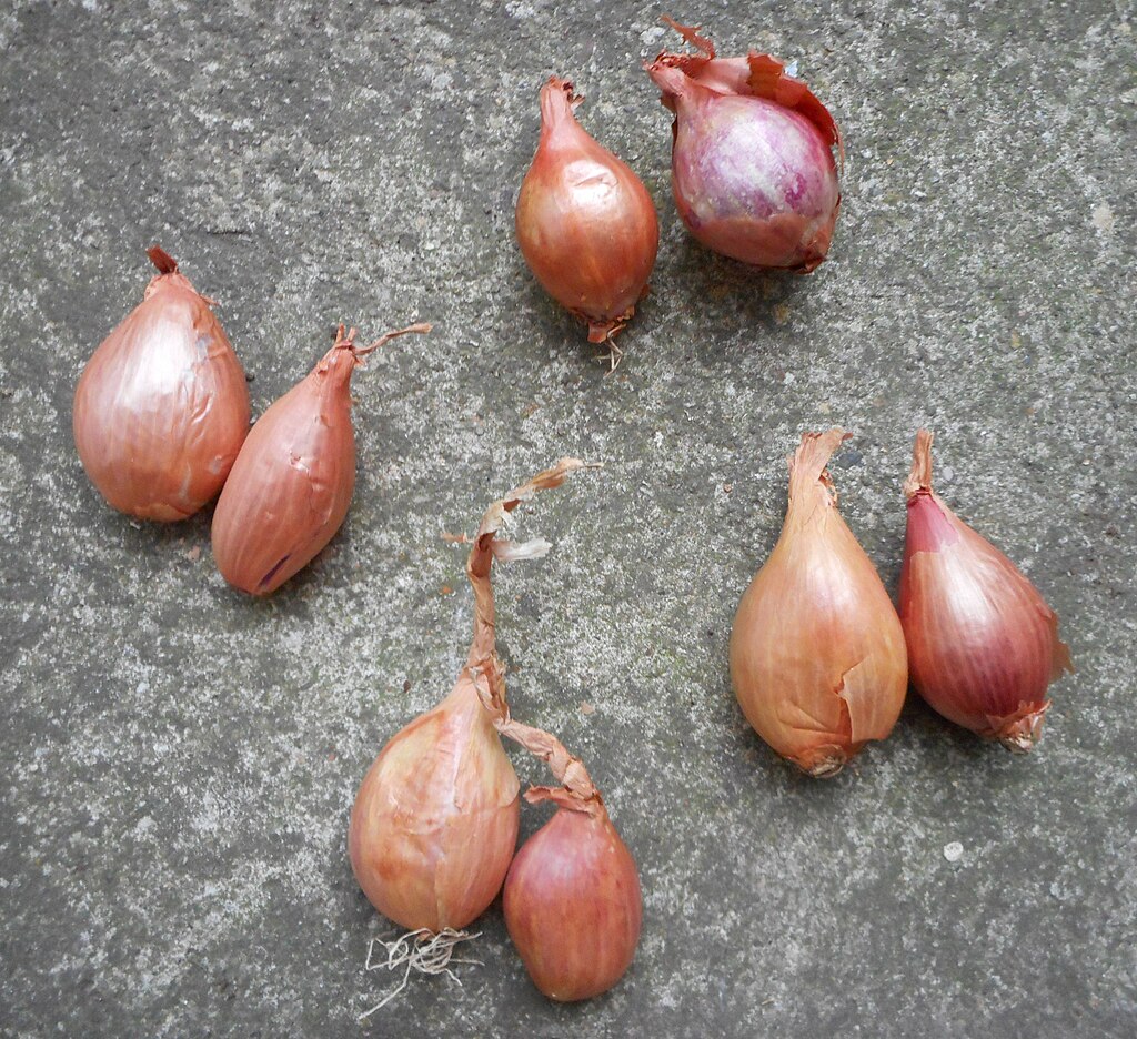 Les utilisations de l'échalote en cuisine