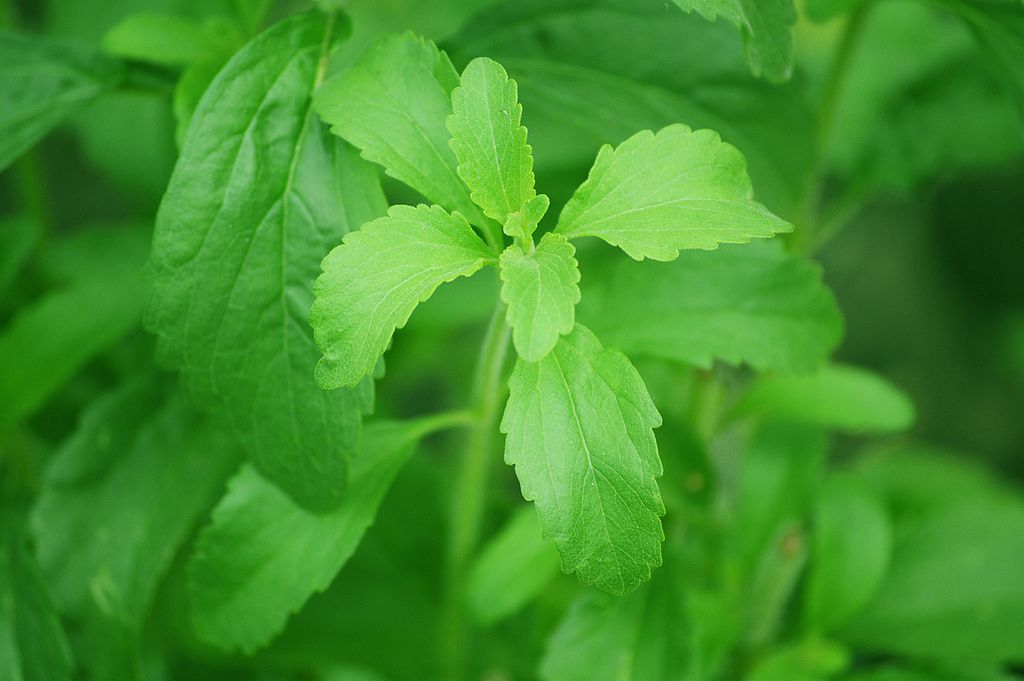 Utilisation de la stevia dans l'alimentation