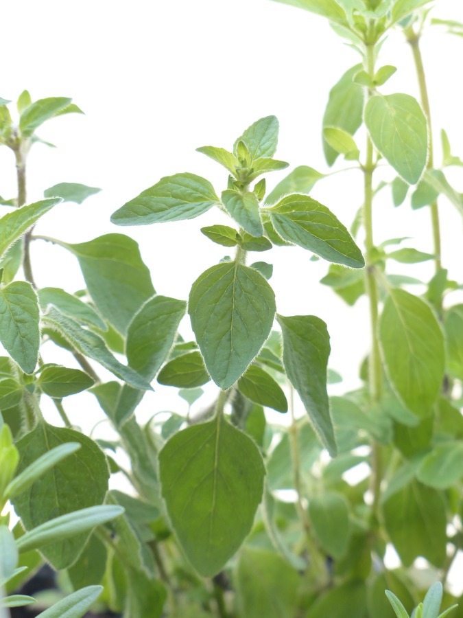 Origan : une herbe délicieuse à intégrer dans vos recettes